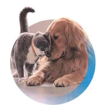Bild eines Hundes und einer Katze, die die K&ouml;pfe aneinander reiben.