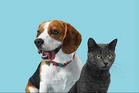 Bild eines Hundes und einer Katze vor blauem Hintergrund.