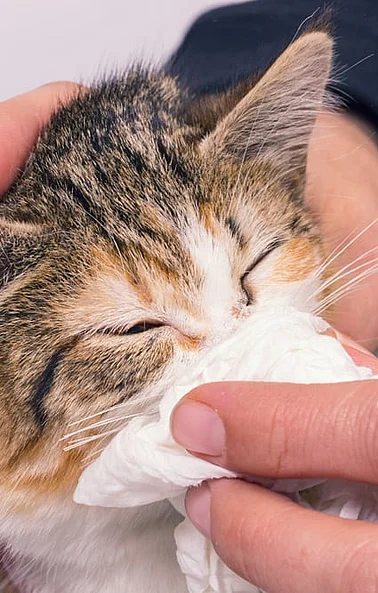 Bild einer Katze, deren Nase mit einem Taschentusch abgewischt wird.