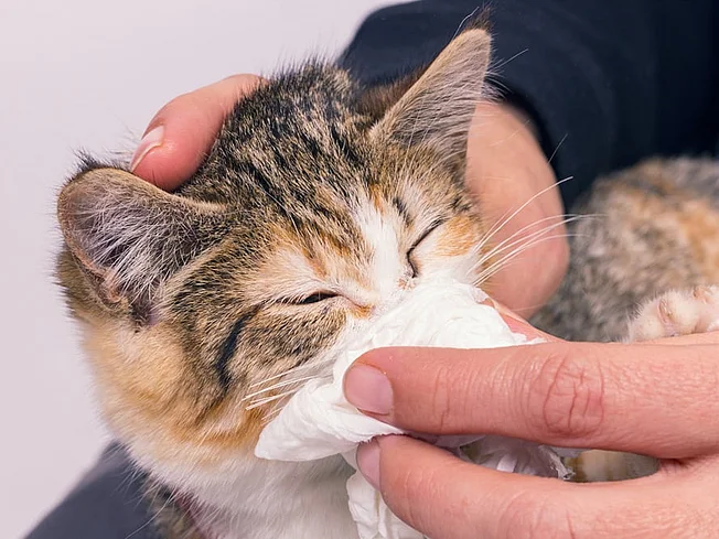 Bild einer Katze, deren Nase mit einem Taschentusch abgewischt wird.