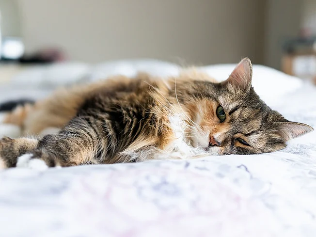 Bild einer Katze, die mit traurigem Blick auf dem Bett liegt.