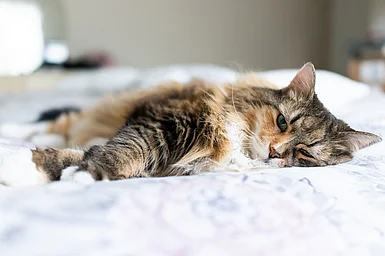 Bild einer Katze, die mit traurigem Blick auf dem Bett liegt.