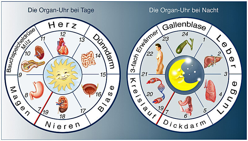 Innere Organuhr der TCM Ernährung - Ratgeber Gesundheit - Münchener Verein