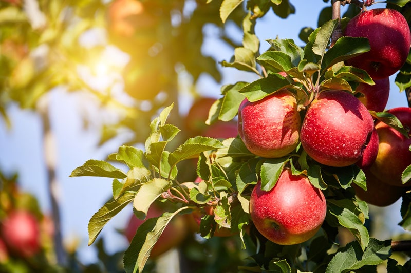 Äpfel wirken antibakteriell und dienen deshalb gut als Hausmittel gegen Mundgeruch.