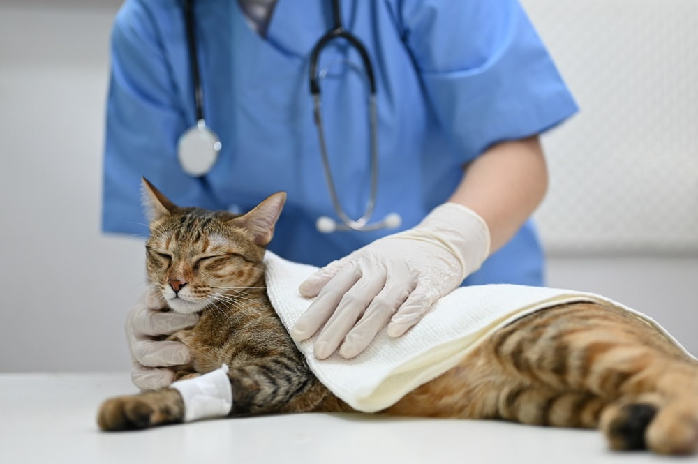 Bild einer Katze, die einen Verband am Arm tr&auml;gt und von einem Arzt untersucht wird.
