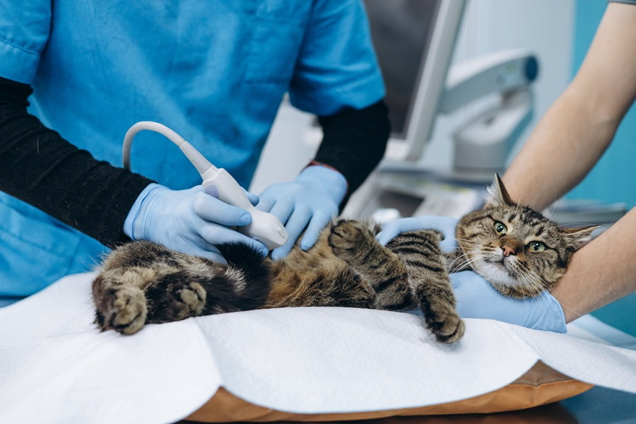 Bild einer Katze, die einen Ultraschall erh&auml;lt.