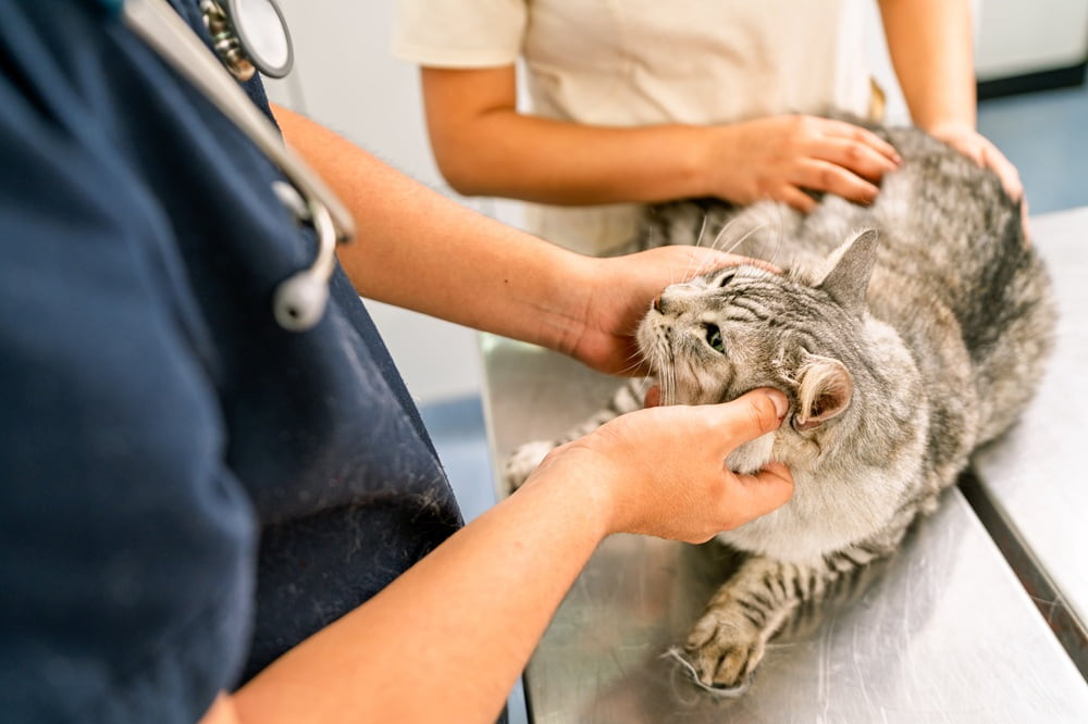 Bild einer Katze, die von einem Tierarzt untersucht wird.