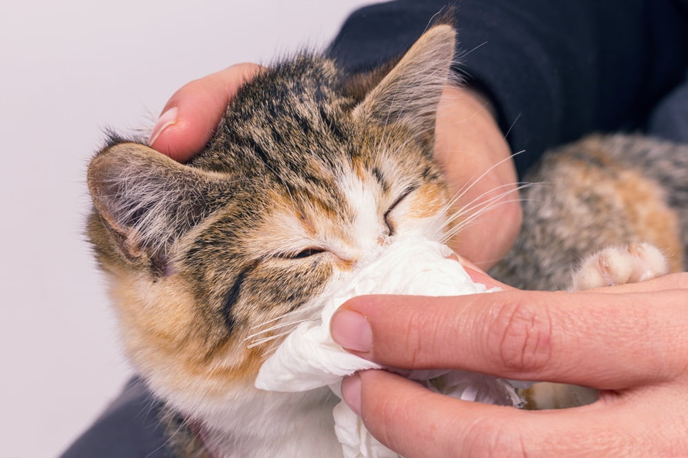 Bild einer Katze, deren Nase mit einem Taschentusch abgewischt wird.