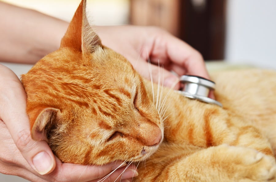 Bild einer Katze, die von einem Arzt mit eine Stethoskop untersucht wird.