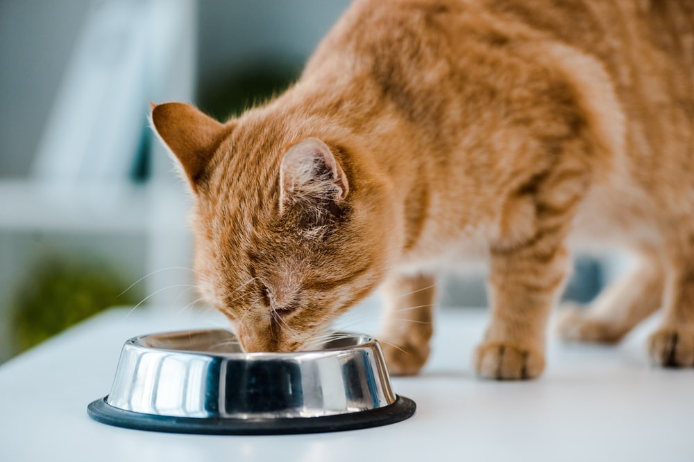 Bild einer Katze, die aus einem Napf Wasser trinkt.